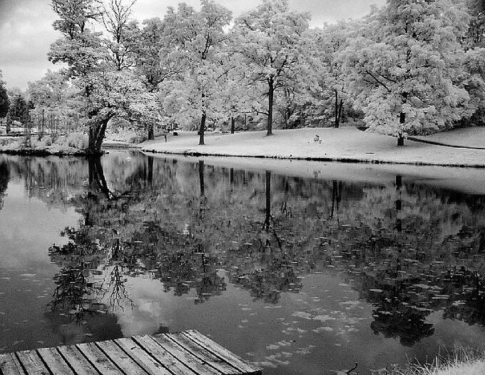 REFLECTION OF TREES IN WATER