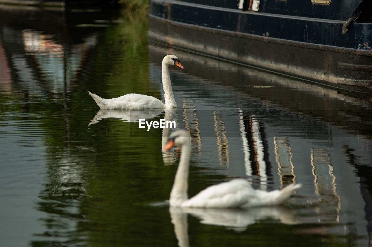 water, animal themes, bird, animal, wildlife, animal wildlife, reflection, lake, swan, group of animals, nature, no people, ducks, geese and swans, water bird, day, swimming, goose, waterfront, mute swan, outdoors, beauty in nature