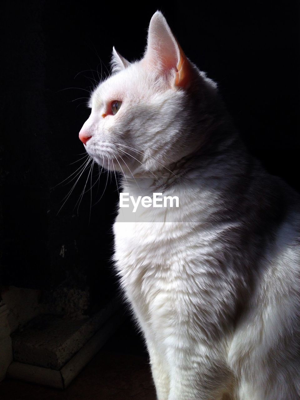 Side view of white cat against black background