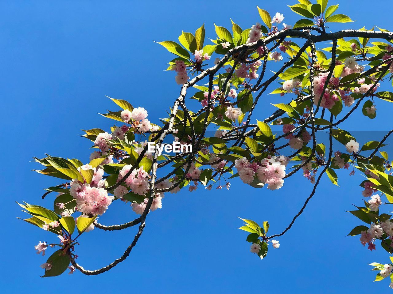 LOW ANGLE VIEW OF CHERRY BLOSSOMS AGAINST SKY