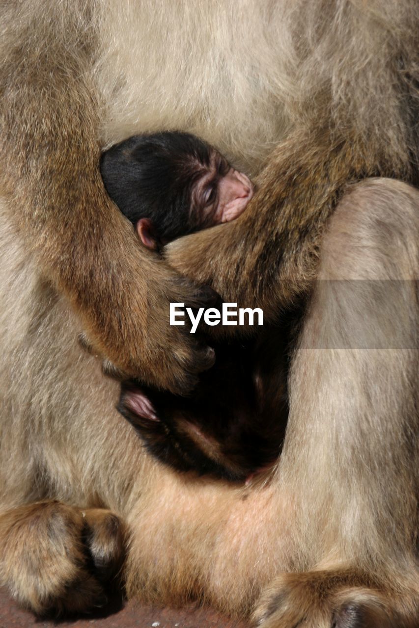 CLOSE-UP OF A MONKEY WITH ANIMAL