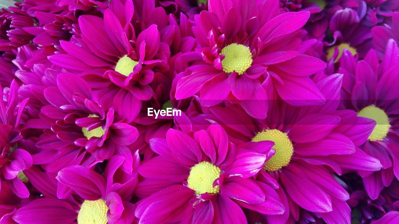 CLOSE-UP OF PINK DAHLIA FLOWERS BLOOMING OUTDOORS