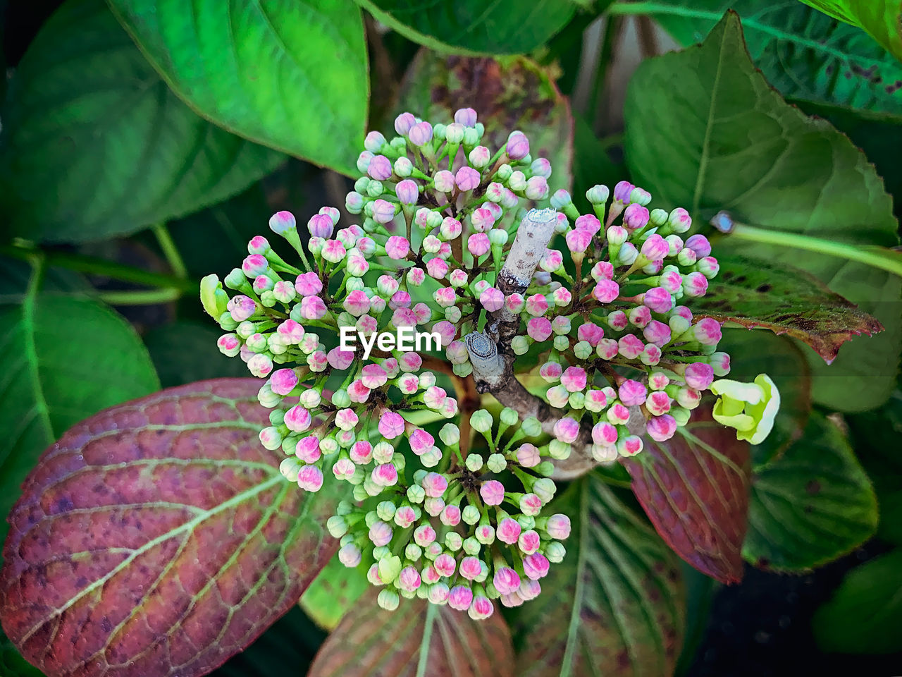 CLOSE-UP OF FRESH WHITE FLOWERS BLOOMING IN PARK