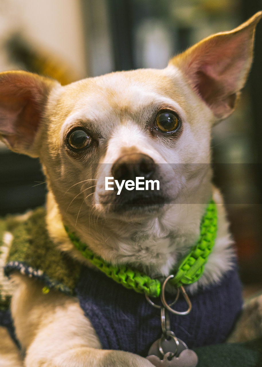 Close-up portrait of a dog