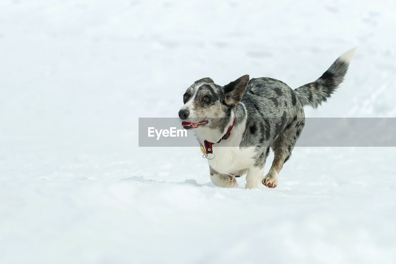 Dog running in snow