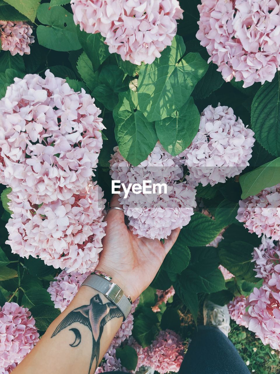 Cropped hand of woman holding pink flowering plants