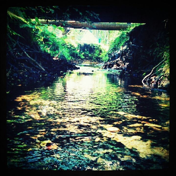 PLANTS IN WATER