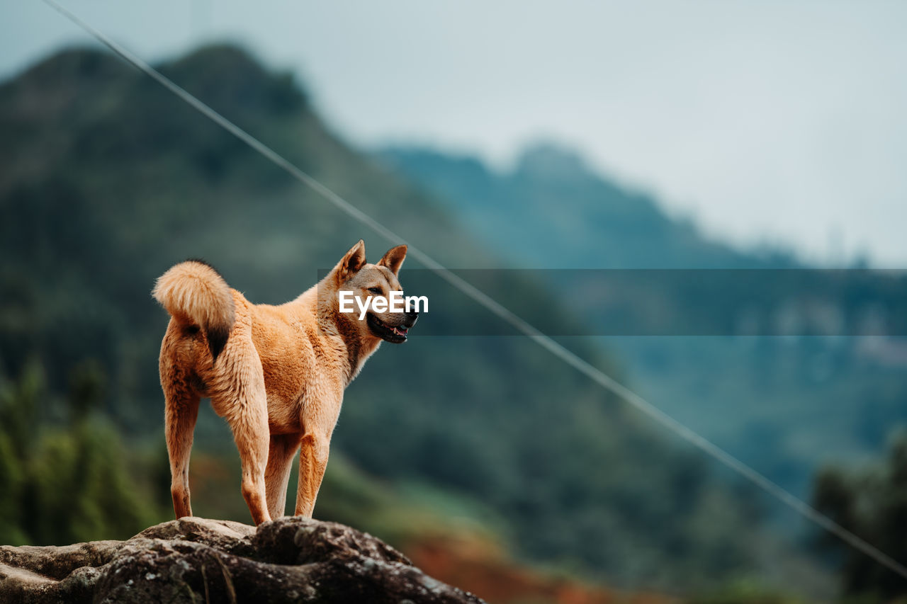 Dog standing on rock against mountains