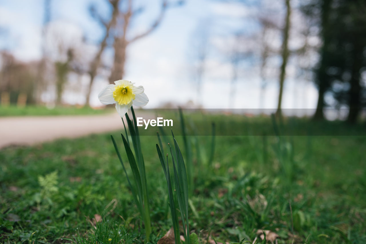 Close-up of white flower on field