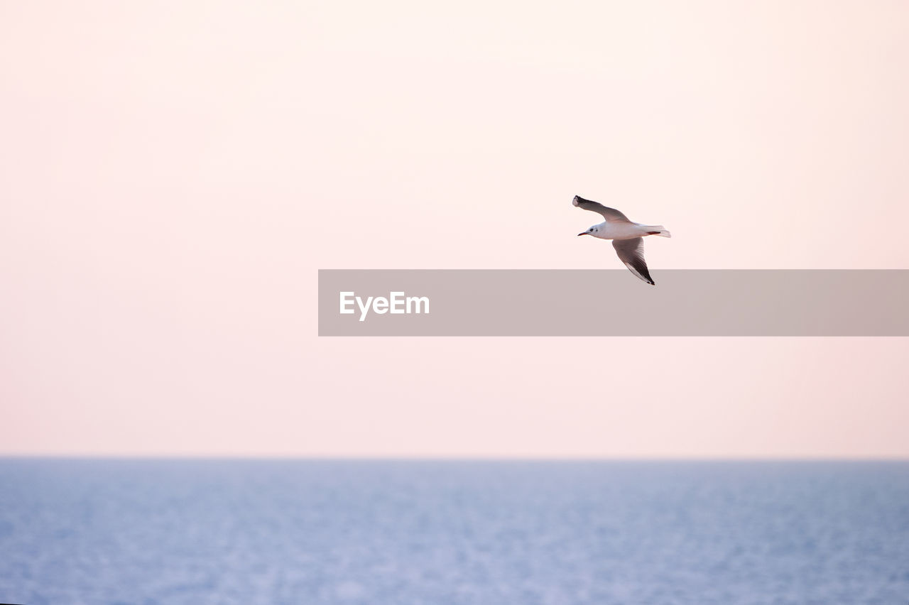 Seagull flying over sea against clear sky