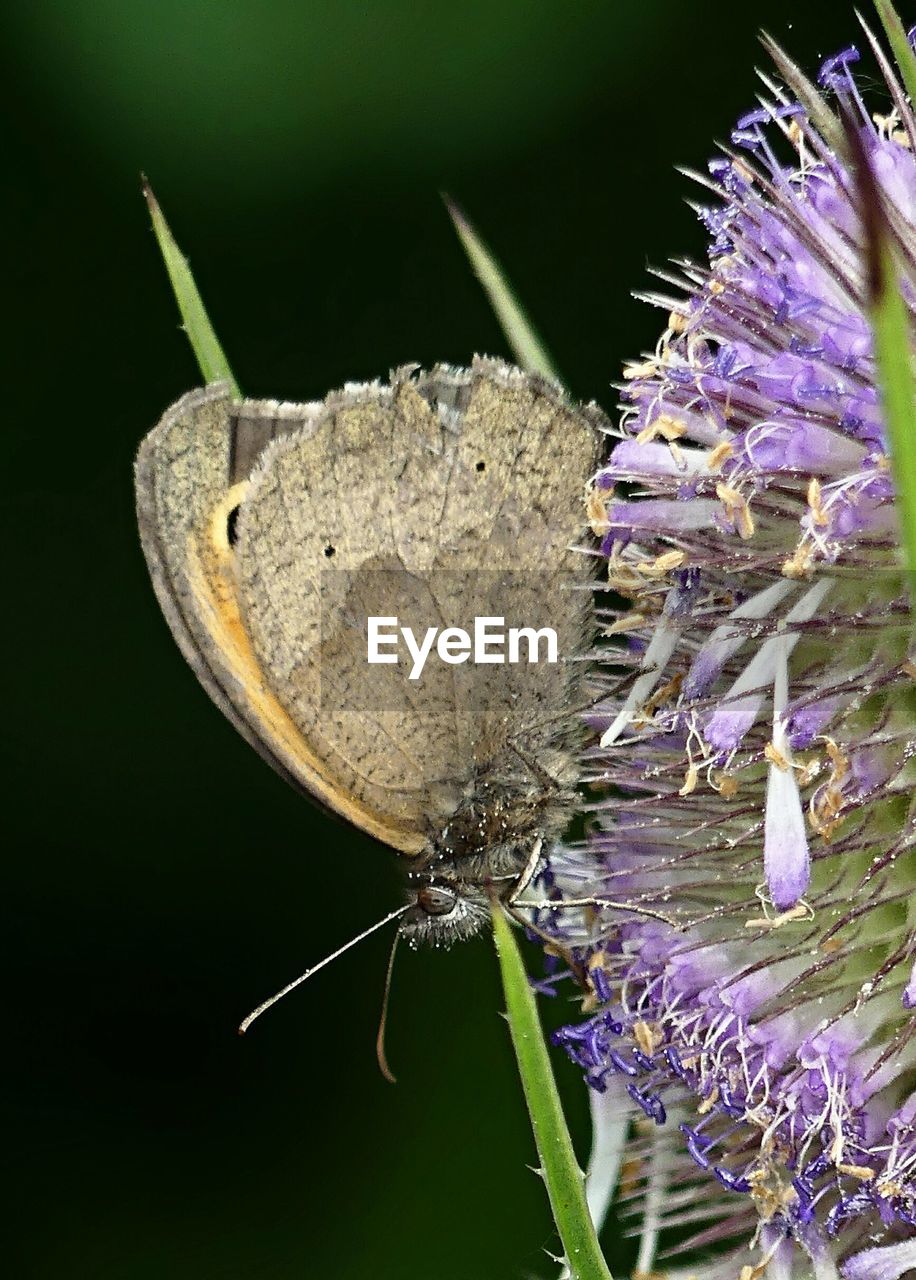 Close-up of butterfly on purple flower