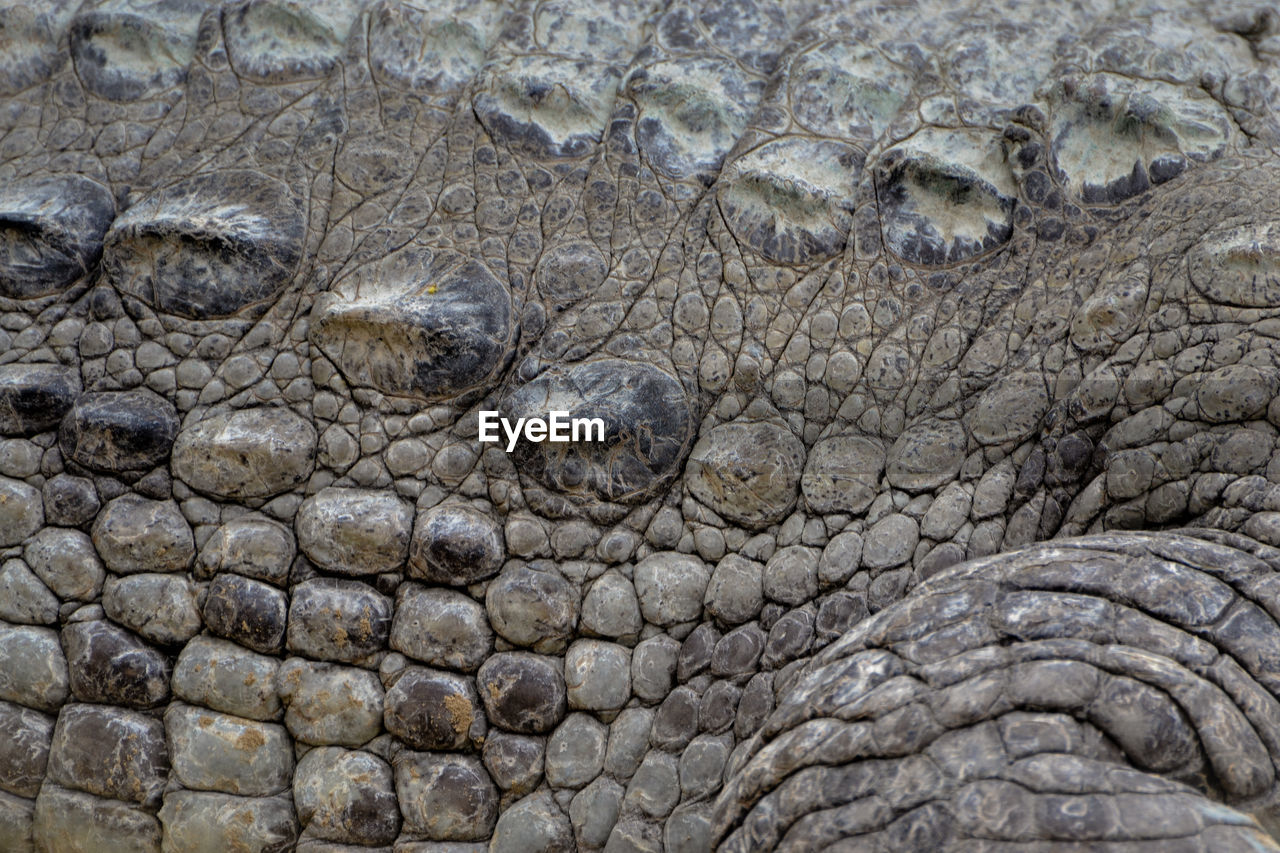 Full frame shot of crocodile pattern 