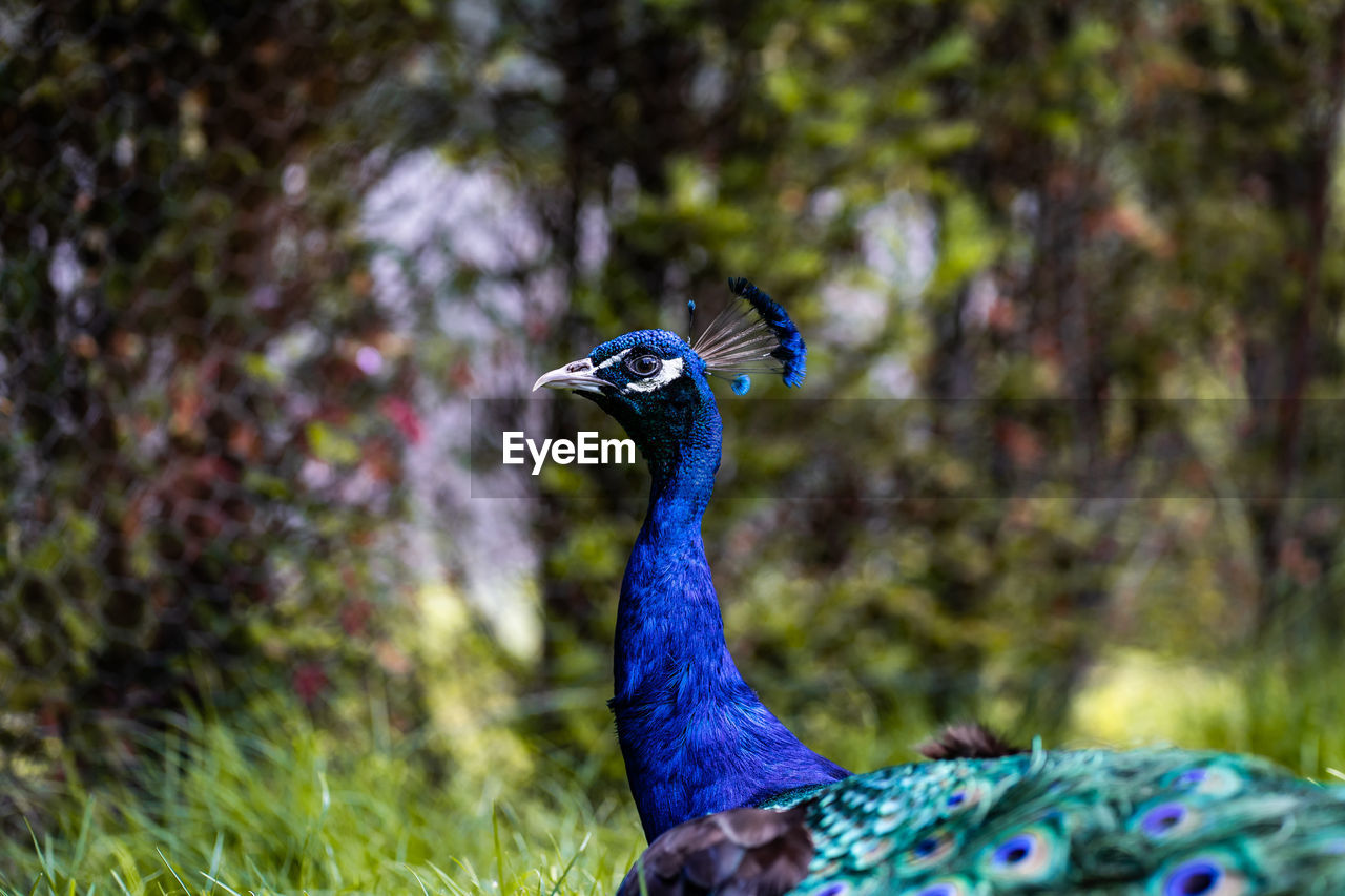 CLOSE-UP OF BLUE PEACOCK