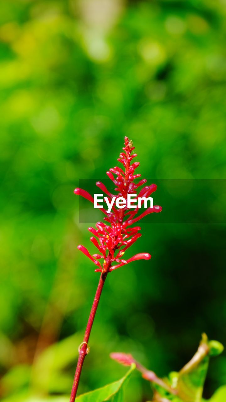 CLOSE-UP OF RED FLOWERING PLANTS