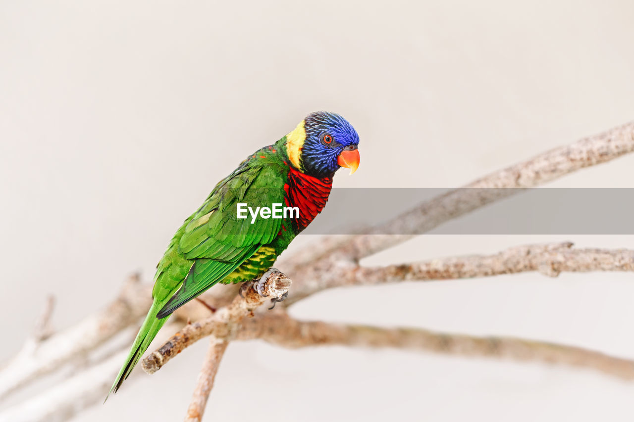 One colorful little lorikeet parrot sitting on tree branch and looking in camera. beautiful wild bir