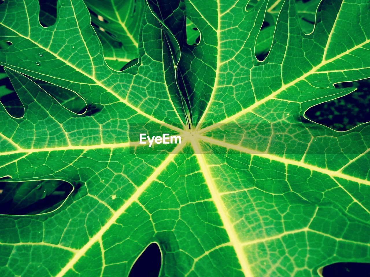 Close-up of fresh green leaf