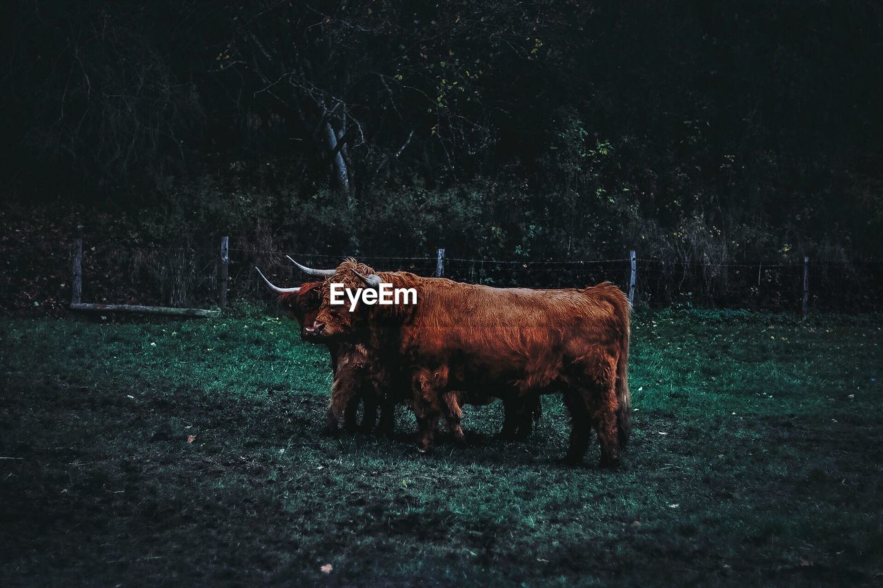 BROWN HORSE STANDING IN A FIELD