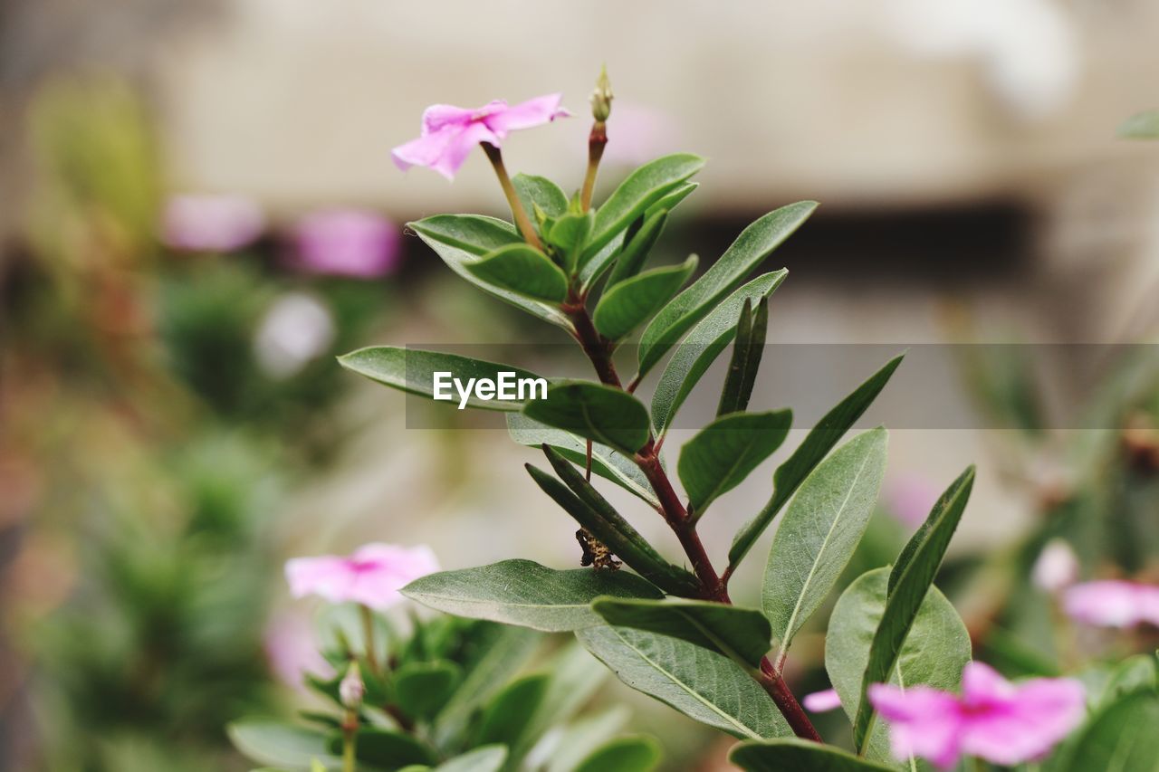 Close-up of pink flowering plant