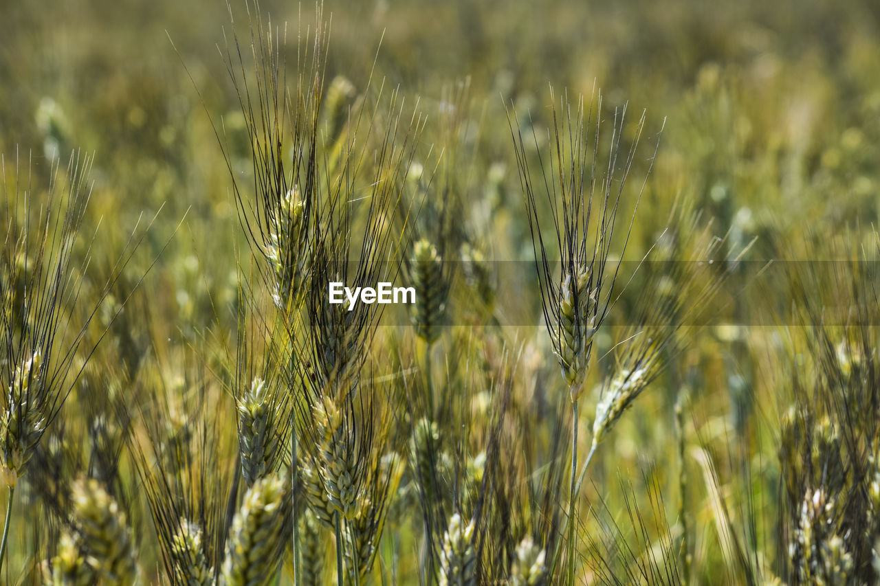 CLOSE-UP OF WHEAT FIELD