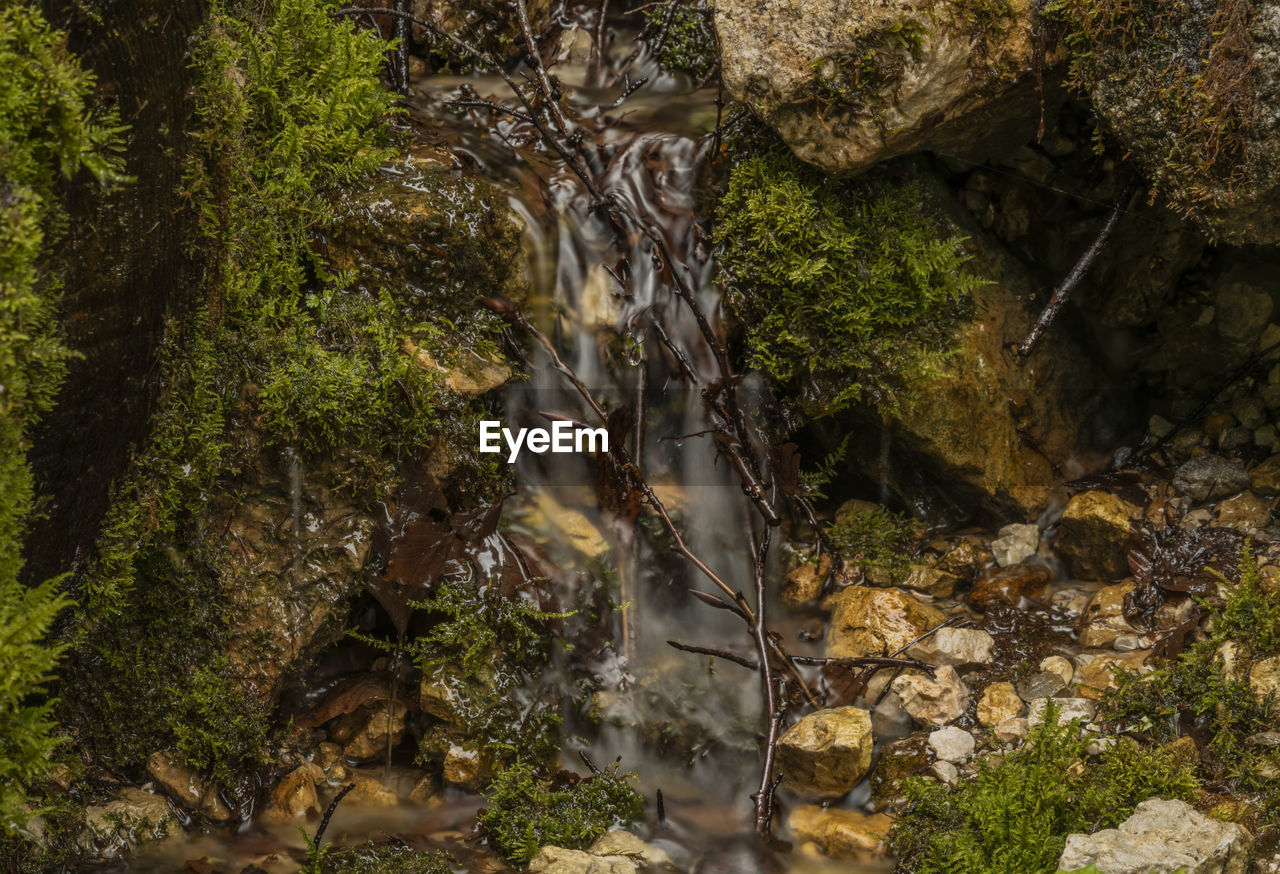 PLANTS GROWING IN STREAM