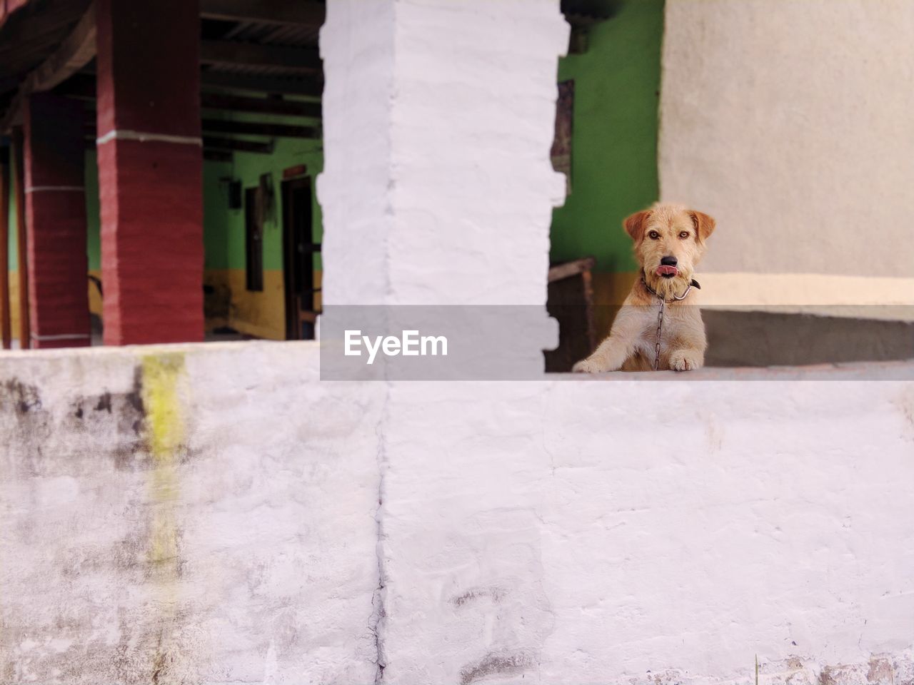 Portrait of dog on retaining wall