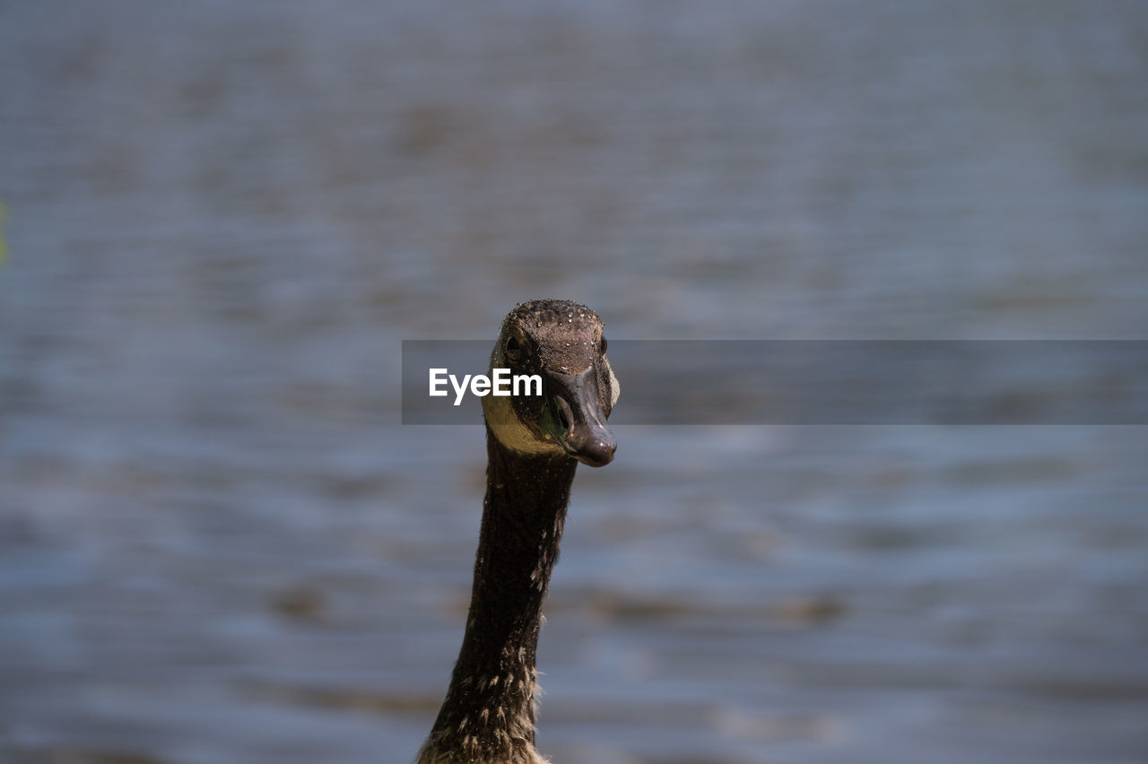 Close-up of goose in lake