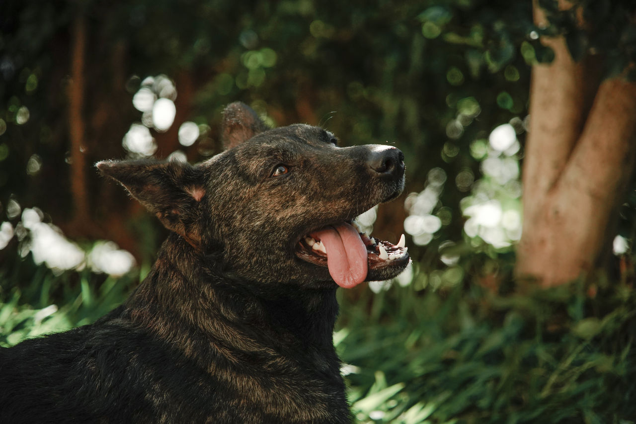 CLOSE-UP OF A DOG ON ROCK