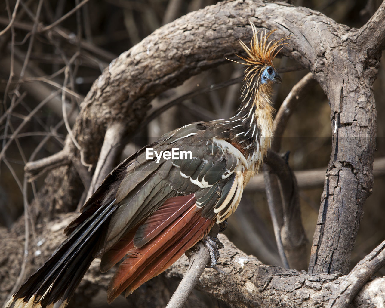 Closeup portrait of bizarre looking colorful hoatzin sitting on branch, bolivia.