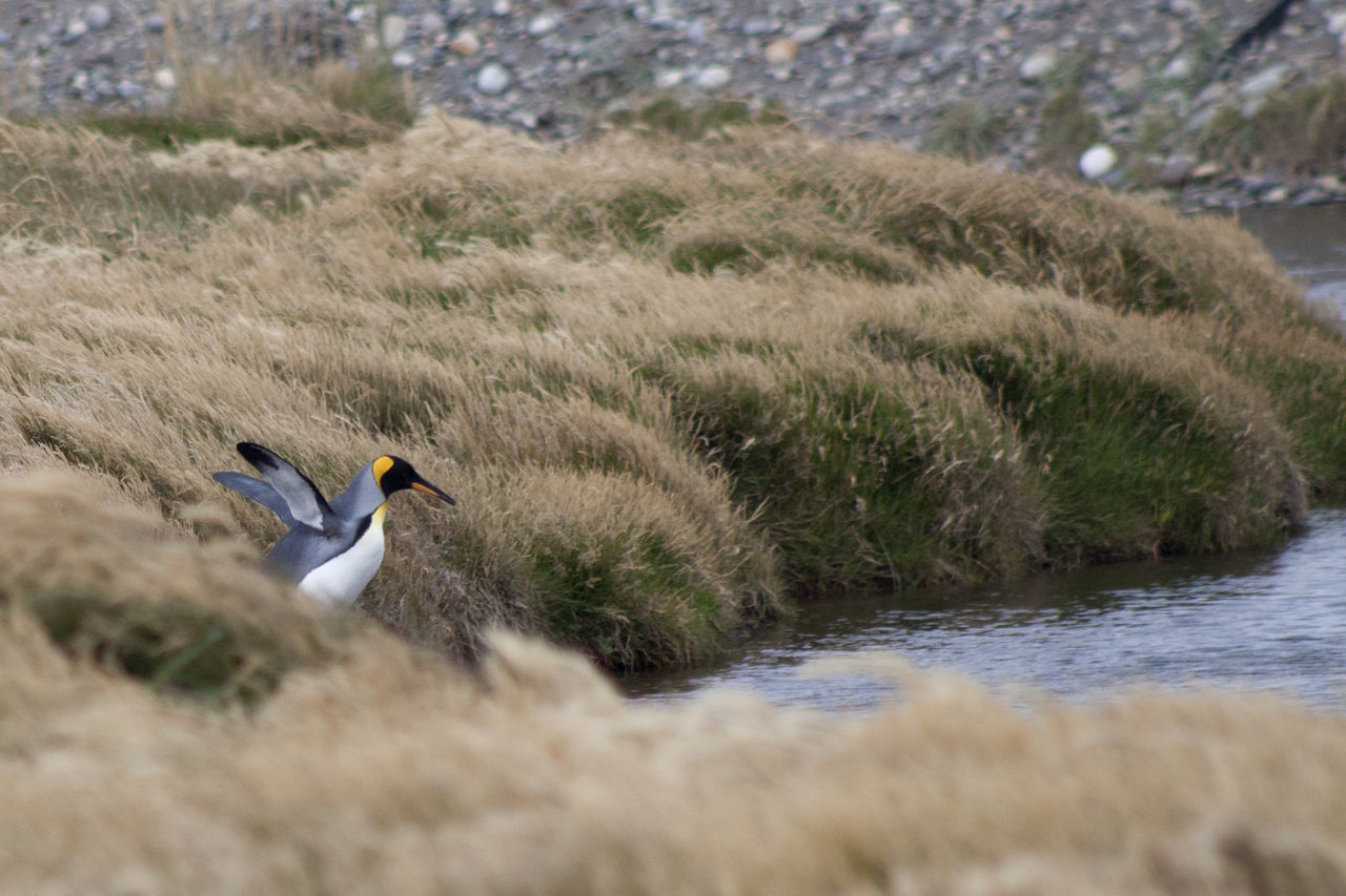 Side view of king penguin by sea