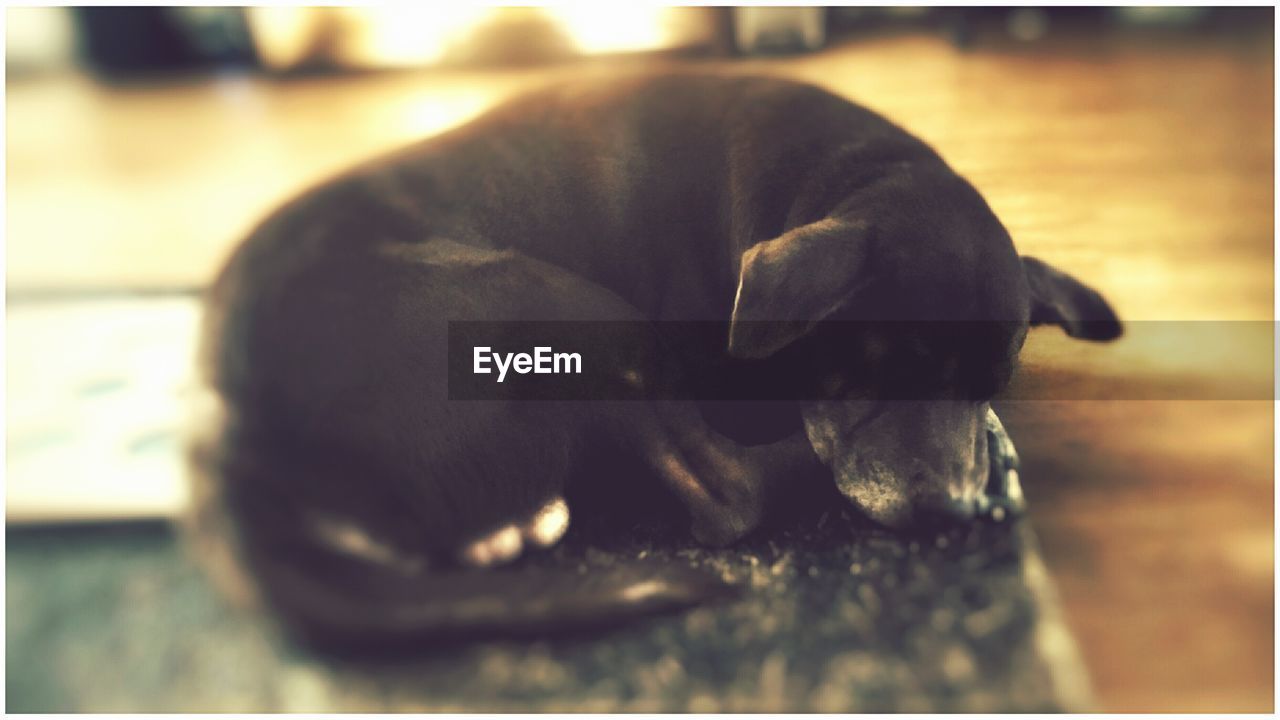 CLOSE-UP OF DOG SLEEPING ON CARPET