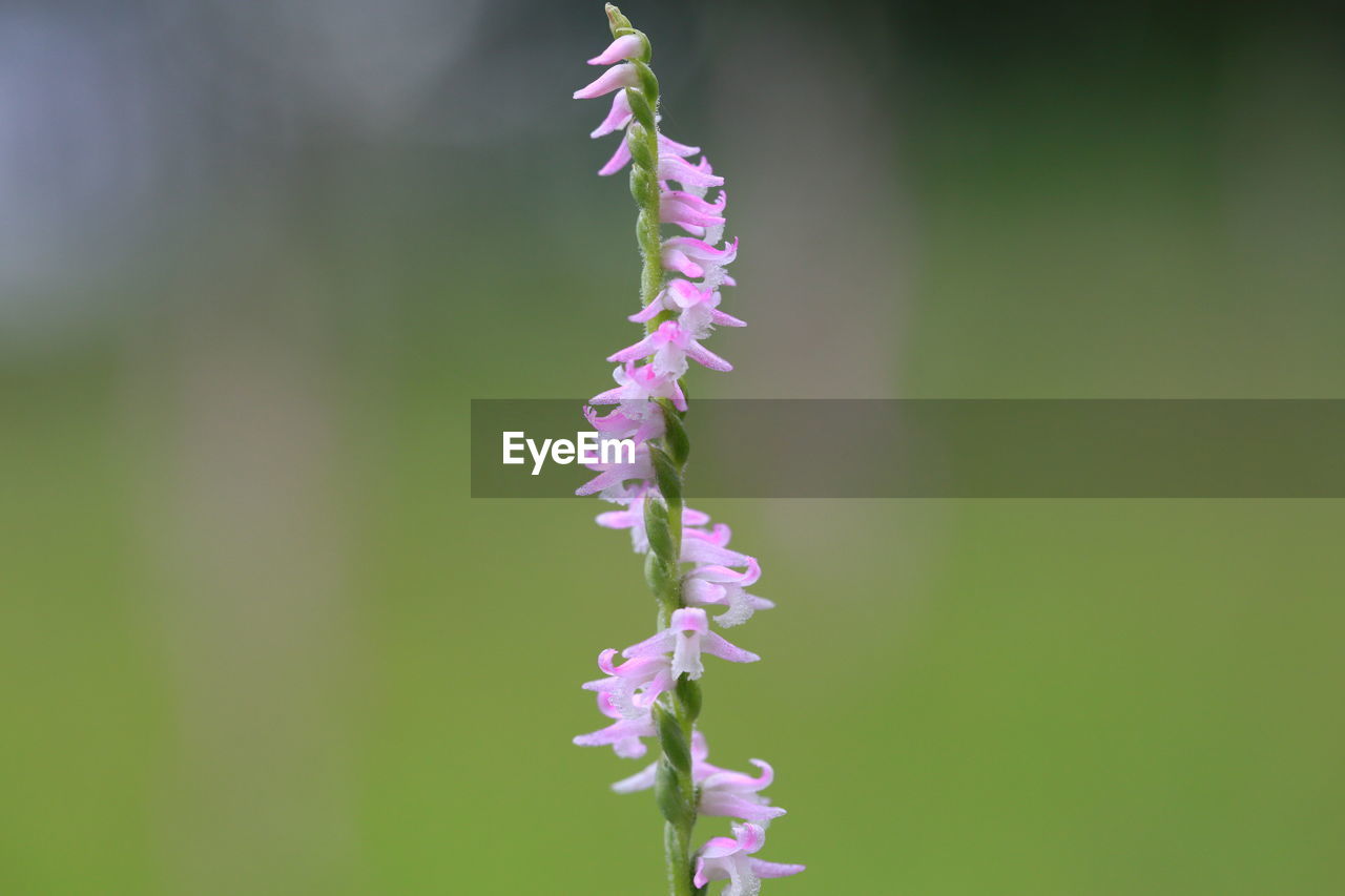 CLOSE-UP OF PURPLE FLOWERING PLANTS