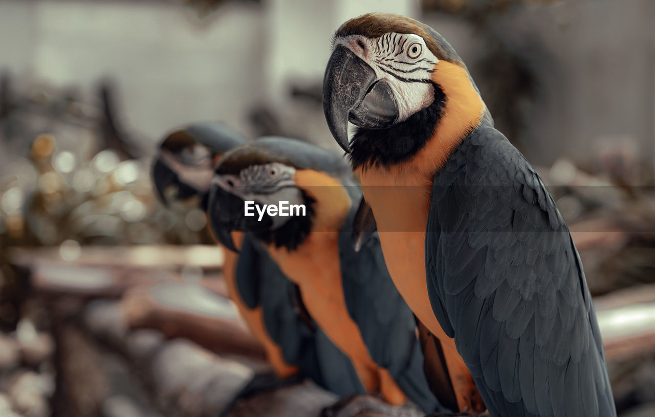 Close-up of two birds perching
