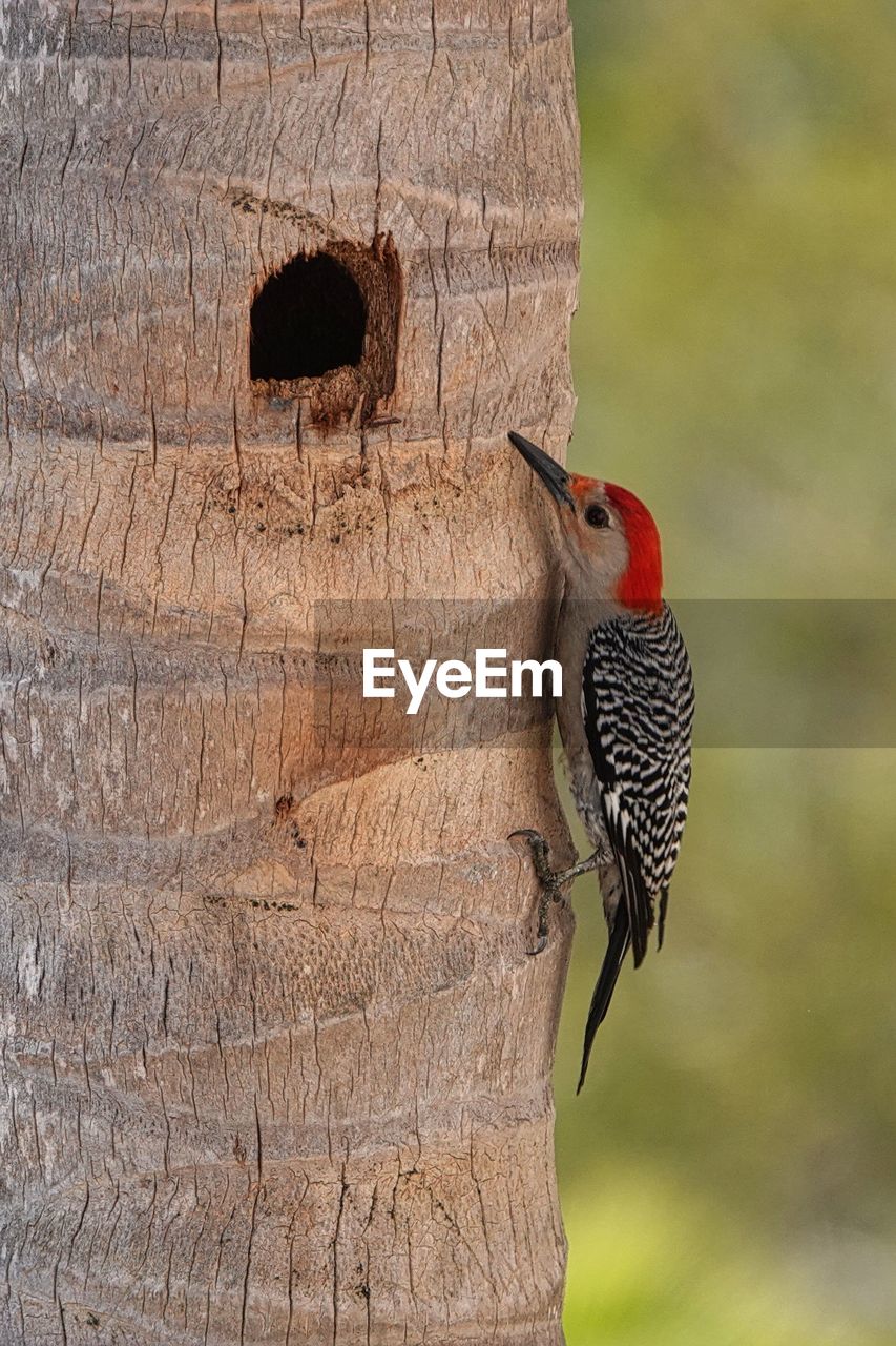 animal themes, animal, bird, animal wildlife, woodpecker, wildlife, one animal, tree, no people, nature, outdoors, beak, tree trunk, trunk, focus on foreground, plant, perching, day, wood, branch, close-up, animal body part