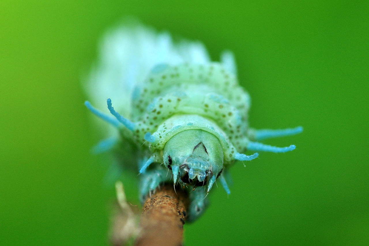 Close-up of insect on branch