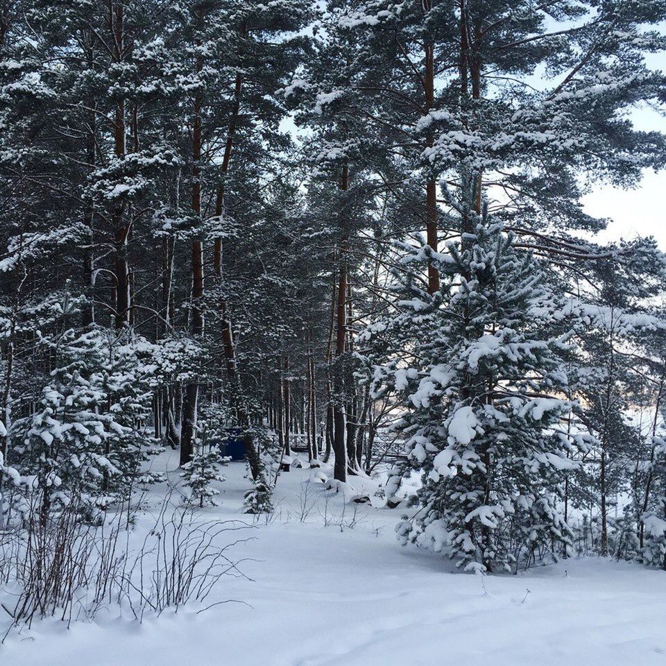 SNOW COVERED TREES IN FOREST