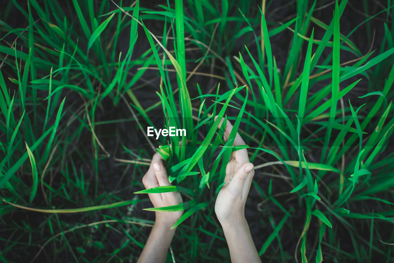 Cropped hands of woman holding grass on field