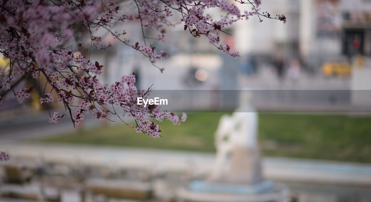 Close-up of pink cherry blossom tree