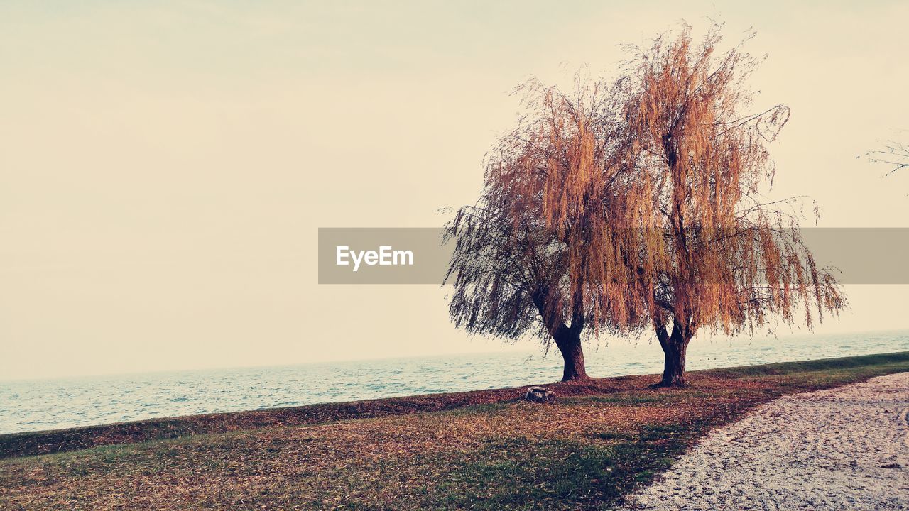 Trees on beach against clear sky