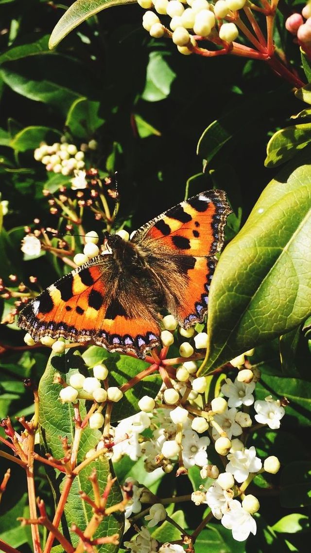 CLOSE-UP OF BUTTERFLY PERCHING ON LEAF