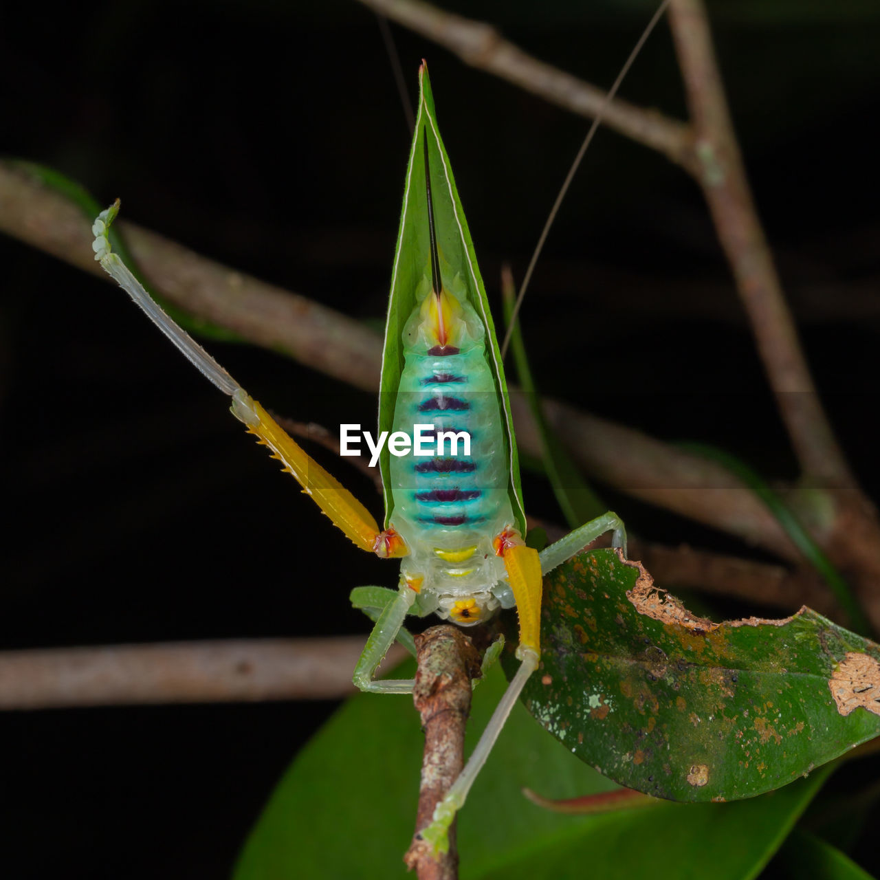 CLOSE-UP OF GRASSHOPPER ON PLANT