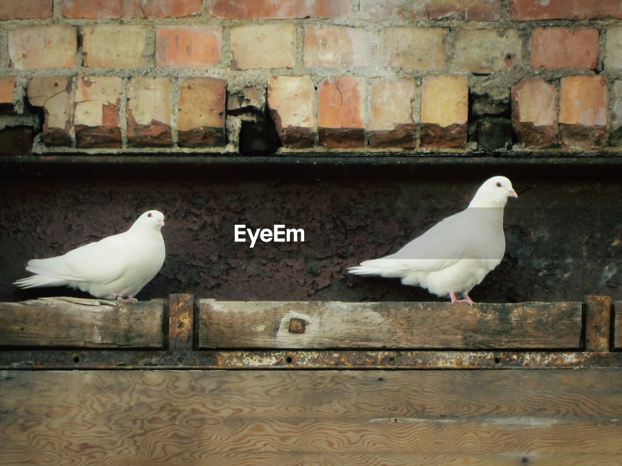 Close-up of doves perching by wall