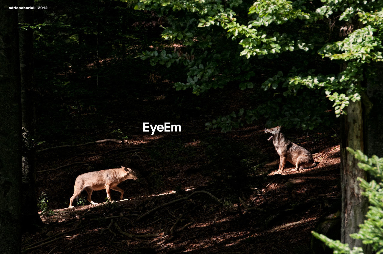 Side view of foxes at forest