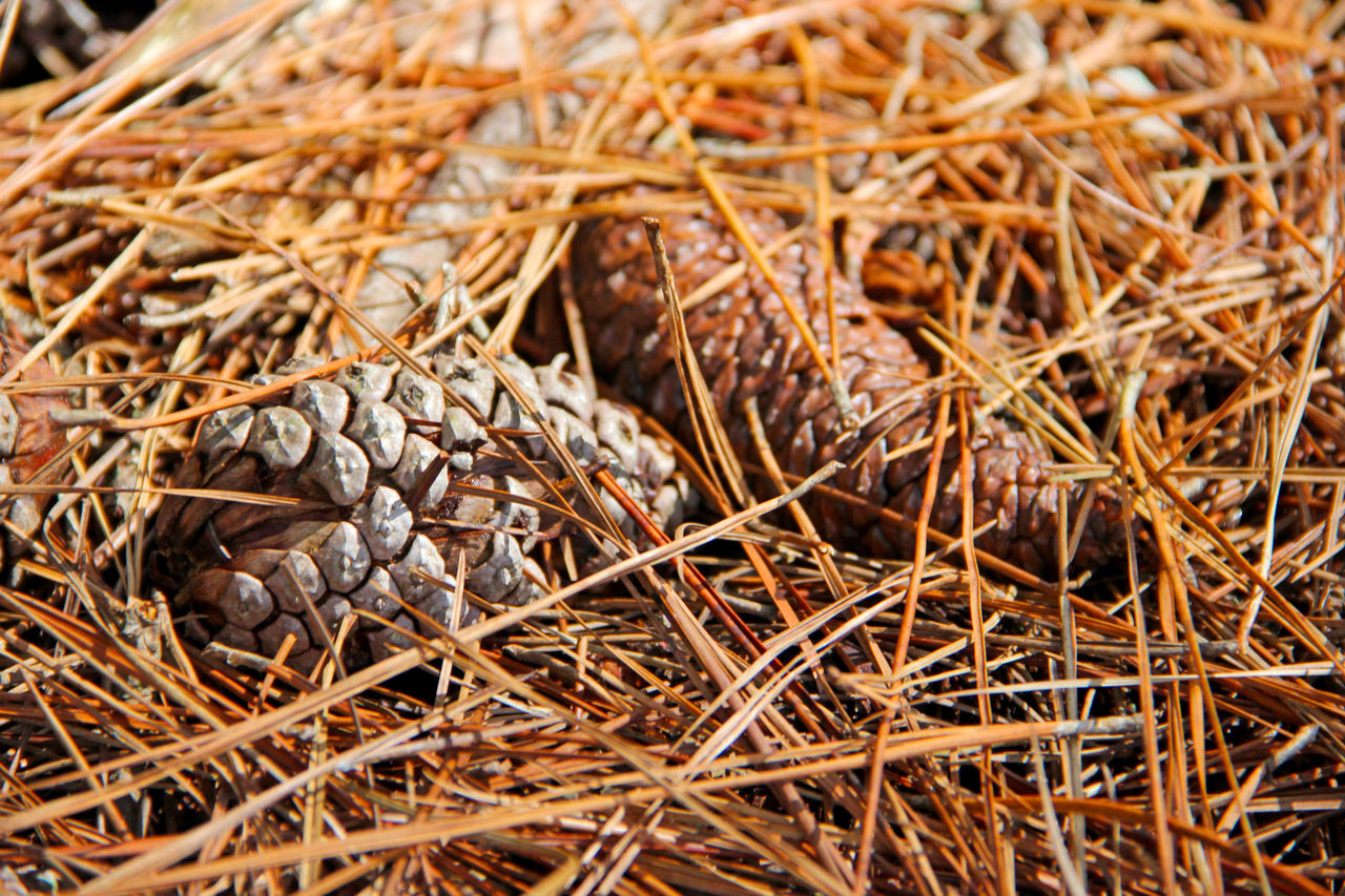 HIGH ANGLE VIEW OF PINE CONE ON GROUND