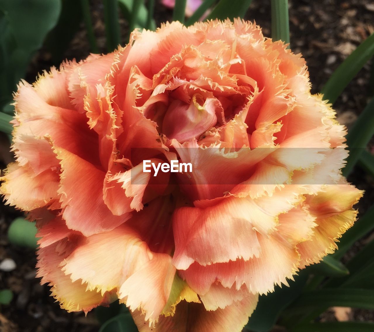 Close-up of tulip blooming in garden