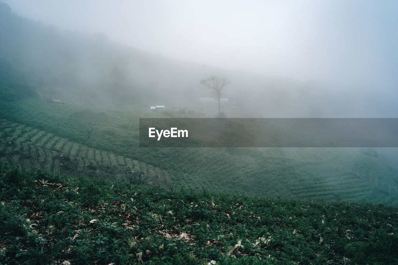 Scenic view of agricultural field against sky