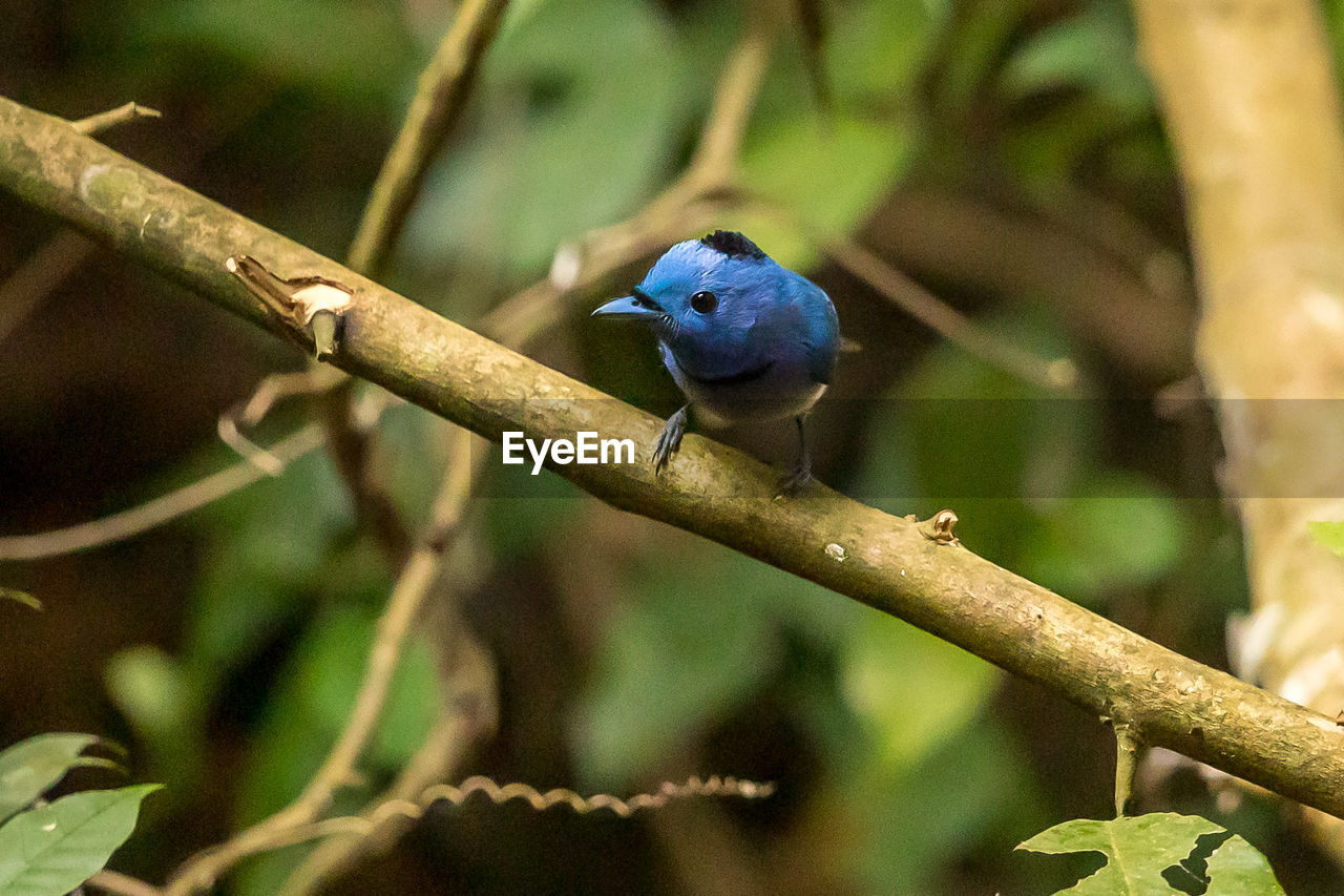 BIRD PERCHING ON BRANCH