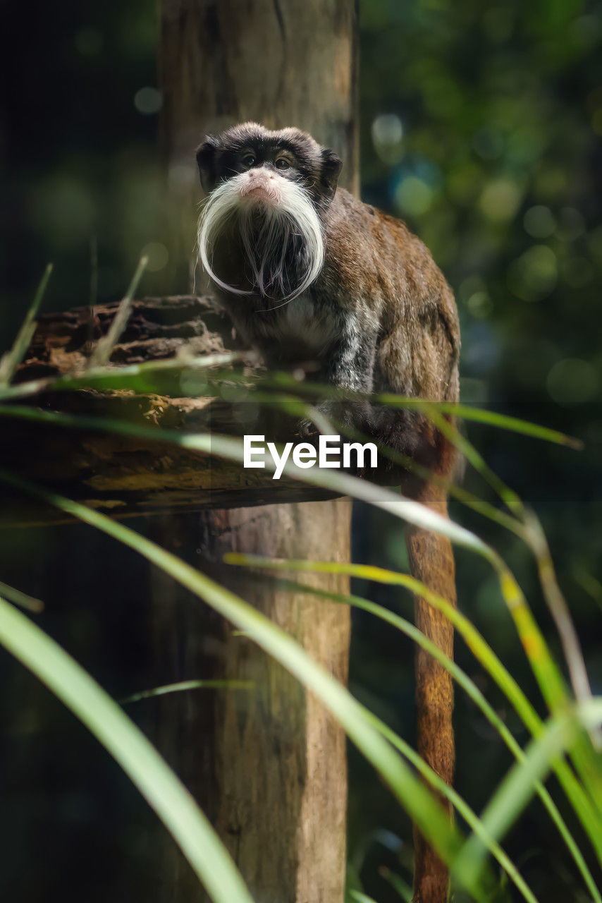 close-up of monkey sitting on tree