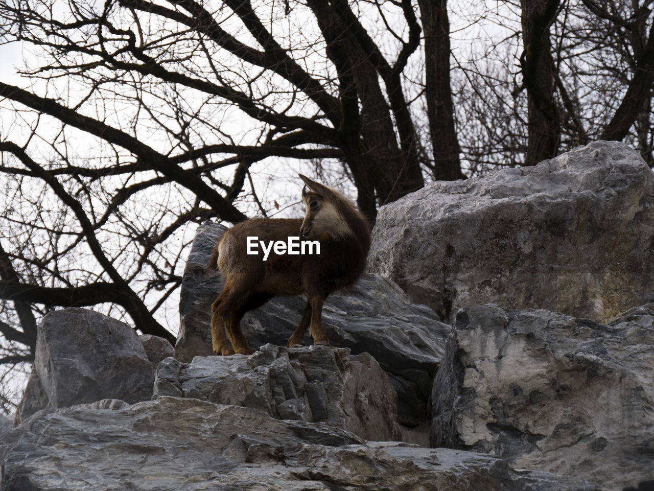 VIEW OF A TREE IN A FOREST