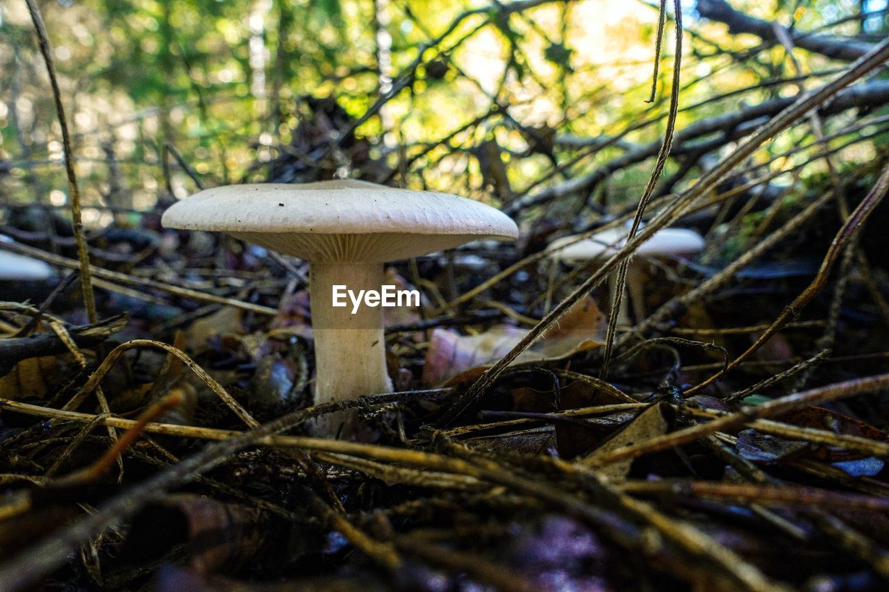 CLOSE-UP OF MUSHROOMS GROWING ON FIELD