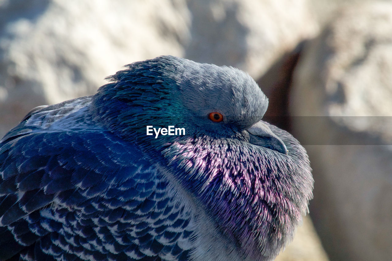 Close-up of pigeon on rocks